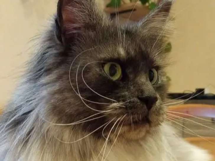 À adopter, chatte Maine Coon grise