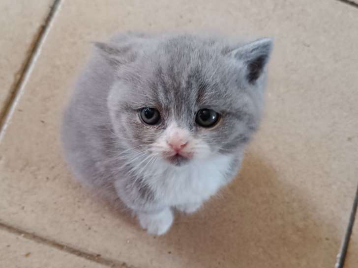Chatons British Shorthair à vendre