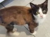 Disponible à l'adoption, chat marron et blanc