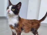 Disponible à l'adoption, chat marron et blanc