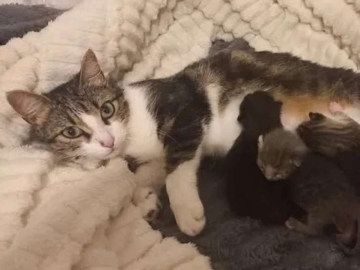 En attente d'adoption, chatte tigrée blanche
