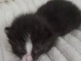 À accueillir, chaton femelle noir avec marque blanche