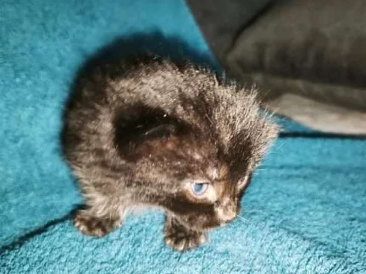 En quête d'une famille, chaton mâle noir avec marque blanche