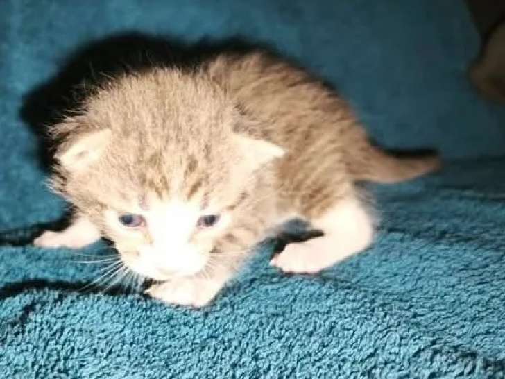 À la recherche d'un foyer, chaton mâle roux