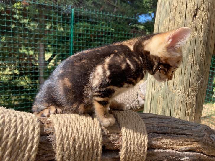 Chatonne Bengal brown marble LOOF à vendre