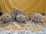 Chatons British Shorthair LOOF à vendre