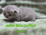 Chatons British Shorthair LOOF à vendre