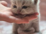 Chatons British Shorthair LOOF à vendre
