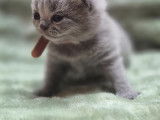 Chatons British Shorthair LOOF à vendre