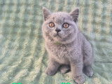 Chatons British Shorthair LOOF à vendre