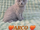 Chatons British Shorthair LOOF à vendre