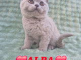 Chatons British Shorthair LOOF à vendre
