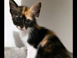 À adopter : chaton femelle tricolore