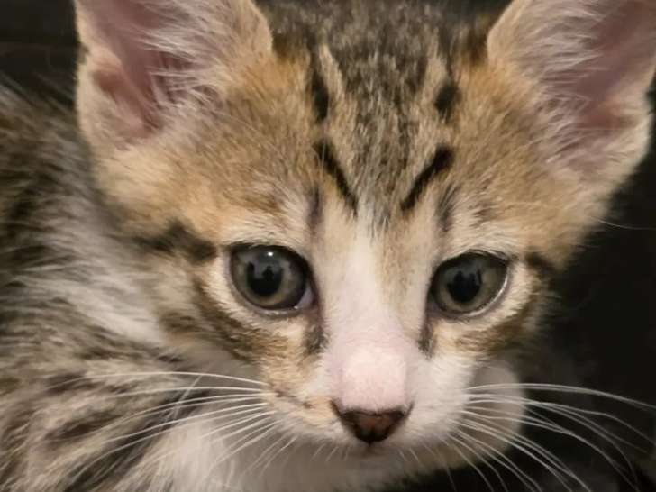 Disponible à l'adoption : chaton femelle d’un mois