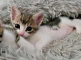 En attente d'adoption : chaton mâle tigré blanc