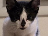 En attente d'une famille : chaton femelle noir et blanc