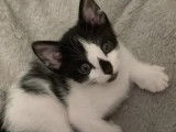 En attente d'une famille : chaton femelle noir et blanc