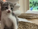 Chaton mâle d’un mois à accueillir