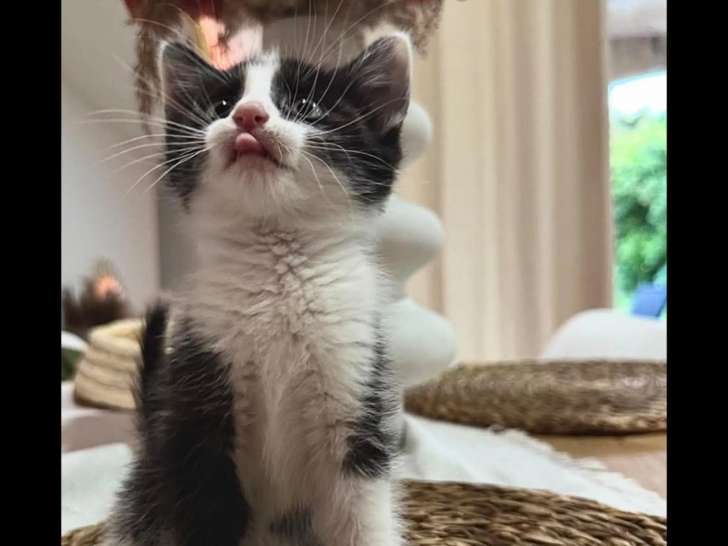 En quête d'un foyer : chaton mâle noir et blanc