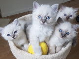 Chatons Sacré de Birmanie à vendre, Conflans Ste Honorine