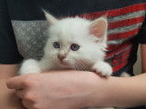 Chatons Sacré de Birmanie à vendre, Conflans Ste Honorine