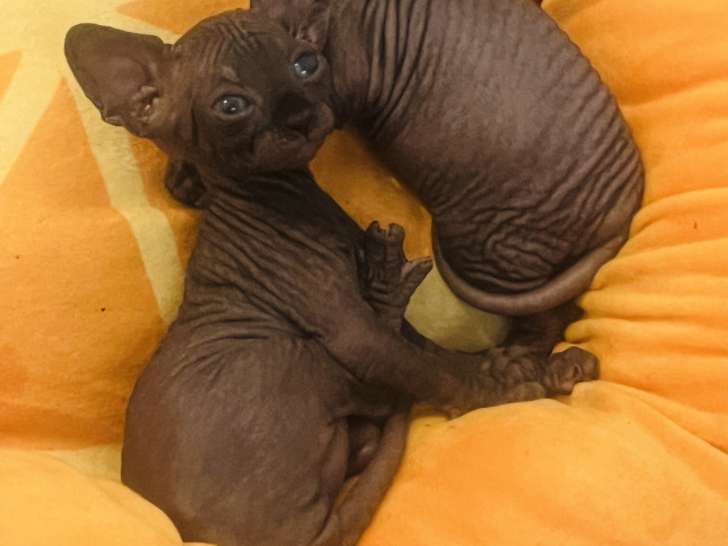 Chatons Sphynx inscrits au LOOF et testés à vendre