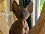 Chatons Sphynx inscrits au LOOF et testés à vendre