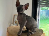 Chatons Sphynx inscrits au LOOF et testés à vendre
