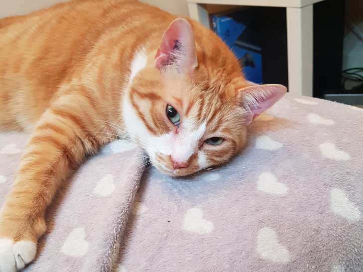 Chat adulte roux à donner