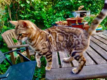 Super chatte Bengal née en 2024 à vendre