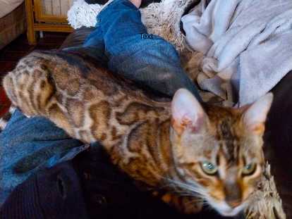 Super chatte Bengal née en 2024 à vendre