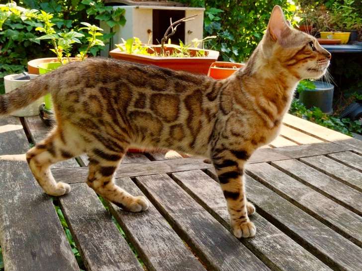Super chatte Bengal née en 2024 à vendre