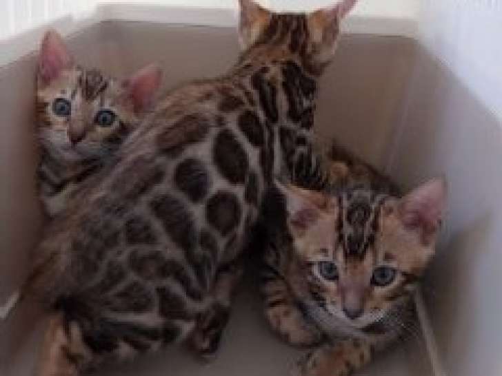 Super chatte Bengal née en 2022 et chatons  à vendre