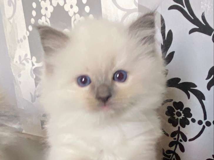 Magnifique chatonne Ragdoll LOOF