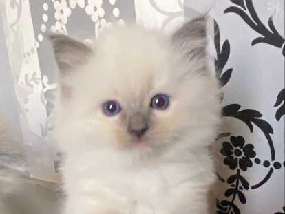 Magnifique chatonne Ragdoll LOOF