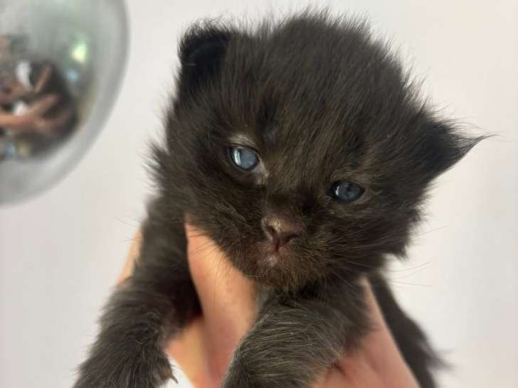 Chatons Maine Coon mâles et femelle LOOF à vendre
