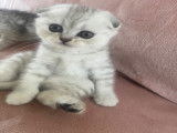 Chatons British Shorthair et Fold à vendre (3 femelles & 2 mâles)