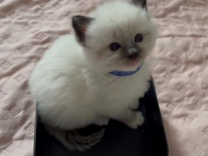Chatons Ragdoll LOOF à vendre