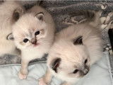 Chatons Ragdoll LOOF à vendre