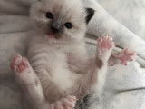 Chatons Ragdoll LOOF à vendre