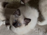 Chatons Ragdoll LOOF à vendre