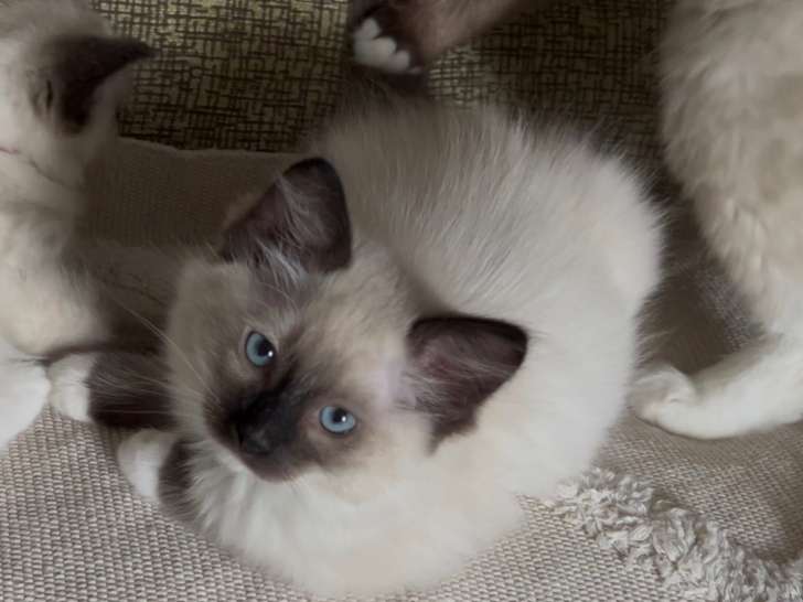 Chatons Ragdoll LOOF à vendre