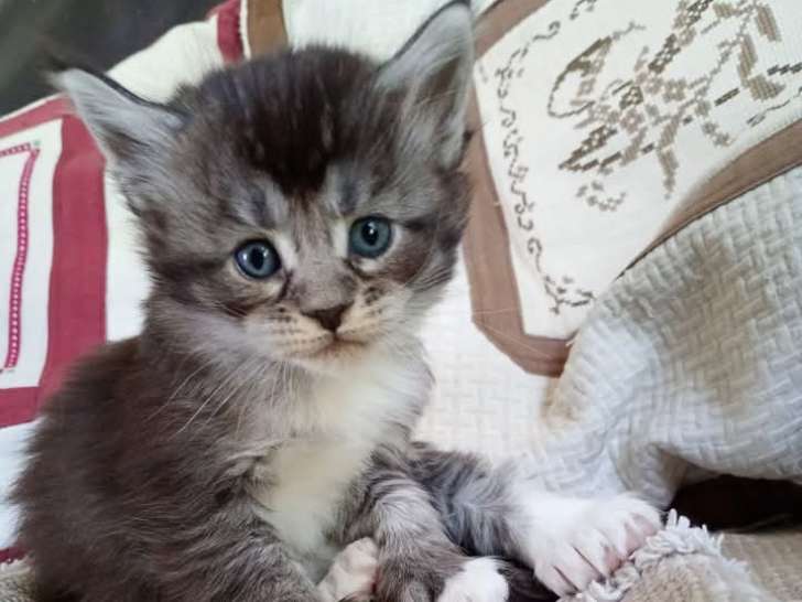 Chatons Maine Coon polydactyles à vendre