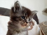 Chatons Maine Coon polydactyles à vendre