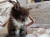 Chatons Maine Coon polydactyles à vendre