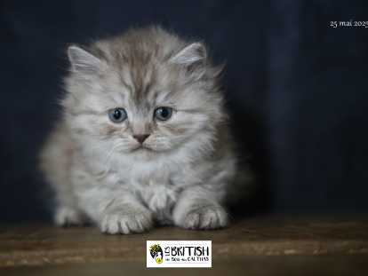 Chatons British Longhair LOOF à vendre