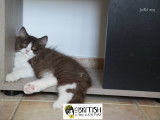 Chatons British Longhair LOOF à vendre