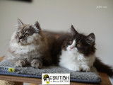 Chatons British Longhair LOOF à vendre