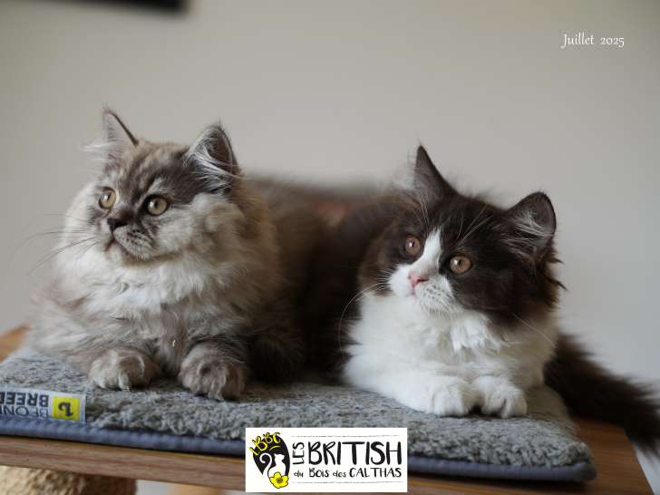 Chatons British Longhair LOOF à vendre