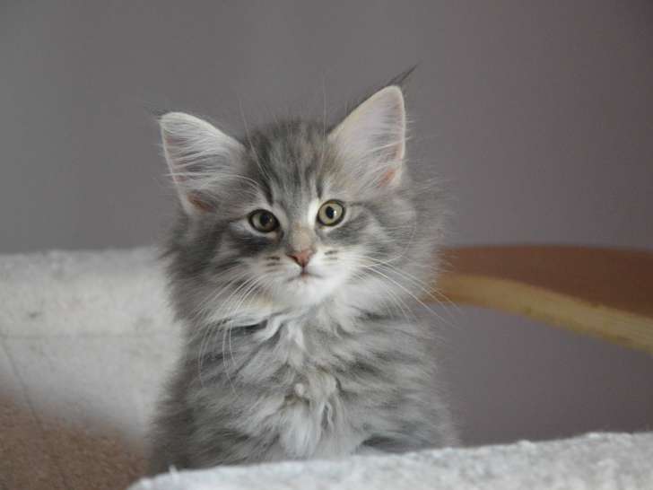 AZUR, couleur bleu makerel tabby